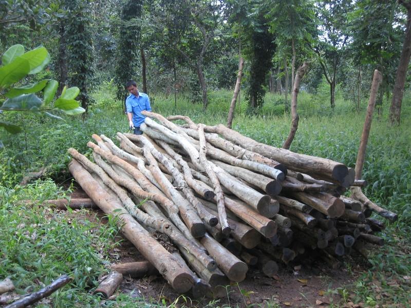 Nghiên cứu bảo quản một số tre gỗ rừng trồng sử dụng ngoài trời làm nọc tiêu, xây dựng cơ bản nguyên liệu sản xuất đồ mộc và ván nhân tạo